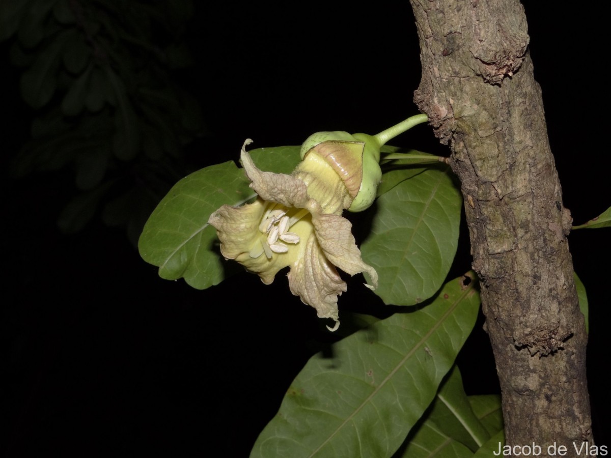 Crescentia cujete L.